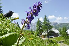 Nassfeld-Kaernten-Berge-Oesterreich-Wulfenia-005-Prokop